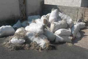 Slika smilje cres 2015.jpg